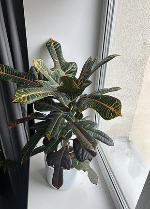 Кротон excellent висота над горщиком 50 см