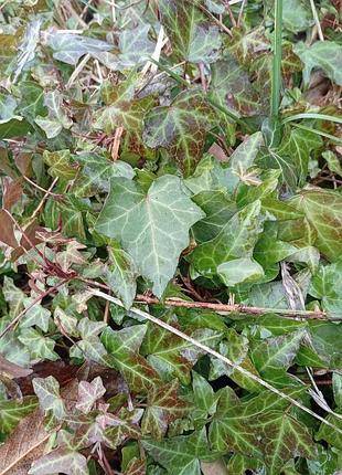 Хвощ різні види 2