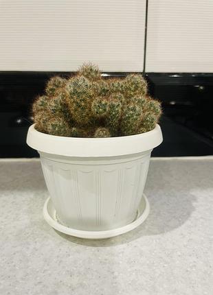 Кактус, рослина, вазон