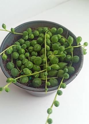 Крестовник роули вид сенецио 2