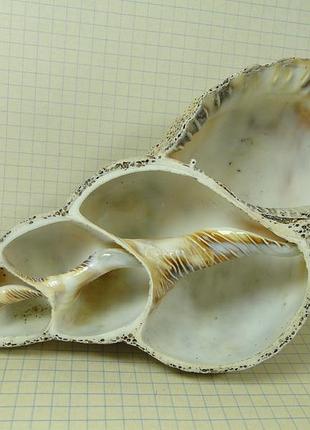 Ракушка морская