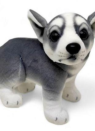 Мягкая игрушка "песик. хаски", 24 см