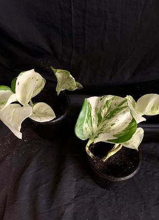 Епіпремнум happy leaf 3