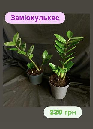 Заміокулькас