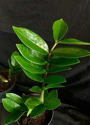 Заміокулькас 3