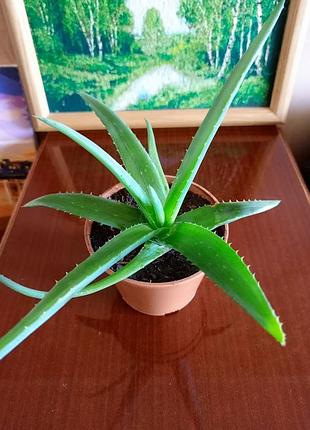 Алоэ вера, 3 года, цветок, горшок, алоэ вера, звеньев