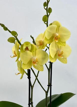 Желтая орхидея
