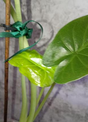 Алоказія венті, пустила новий листок,має механічні пошкодження але на здоров'я це не впливає, коріння гарне