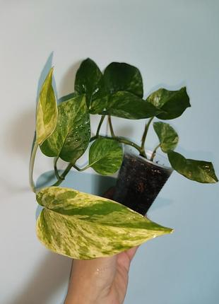 Сциндапсус марбл квин