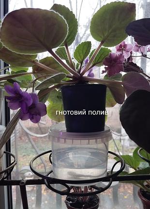 Фіалка, сенполія blue boy, ретро сорт 5