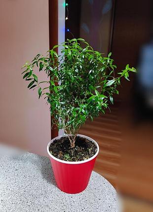Мирт домашнее дерево