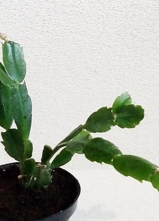 Шлюмбергера малинова цвіте