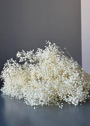 Гіпсофіла стабілізована махрова молочна пучок