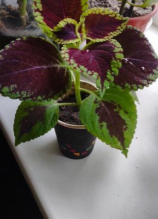 Коллеус коimнатное растение