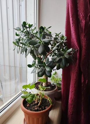 Грошове дерево товмтянко кімнатна рослина