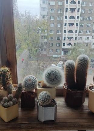 Продам кактуси 7