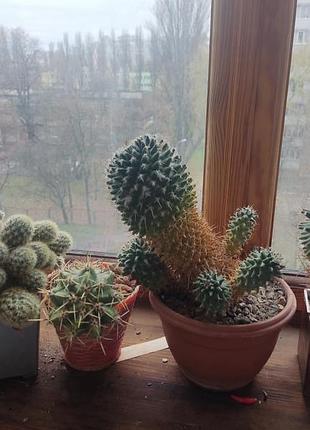 Продам кактуси 6