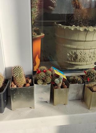 Продам кактуси 4