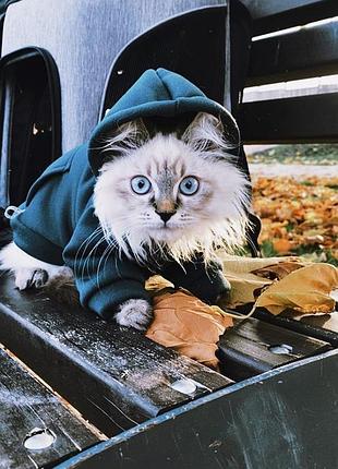 Кофтинка для кошеняти або невеличкої собачки