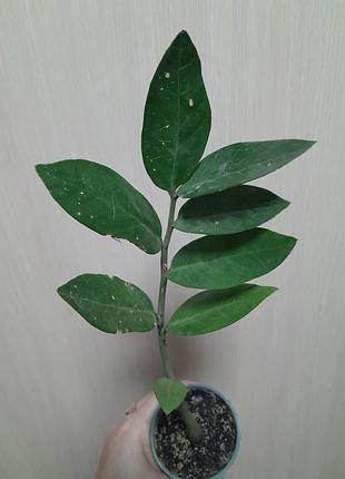 Замиакулкас (долларовое дерево) 2