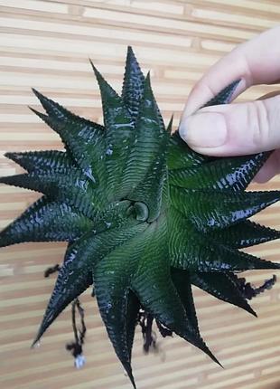 Хавортія лымыфолія haworthia limifolia суккулент 4