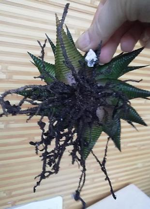 Хавортія лымыфолія haworthia limifolia суккулент 5
