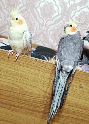 Желтая девочка корелла