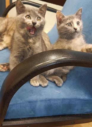 Безкоштовно. кошенята. кішка та котик