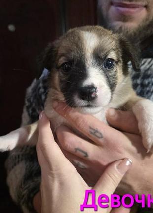 Отдам в подарок красивых щенков