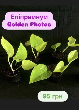 Епіпремнум golden photos