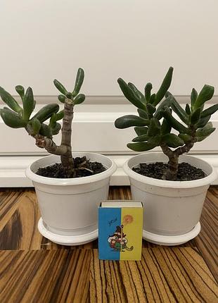 Красула хоббіт або вушка шрека (crassula hobbit) сукулент