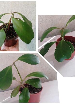 Хойя керри валентинка