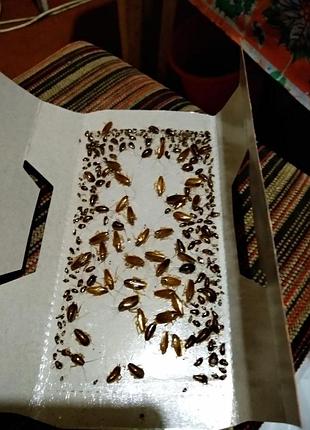 Краща клейова пастка форсайт для тарганів, з приманкою. (форс-сайт, форссайт)