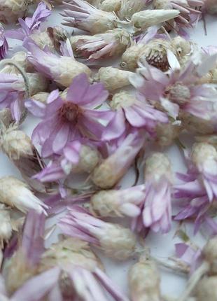 Сухоцвет кошачьи лапки для творчества для декора свечей мыла косметики эпоксидной смолы