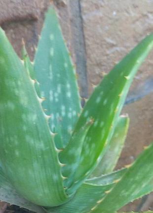 Алоэ вера (aloe barbadensis miller)