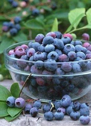 Гидролат черники, 1 литр