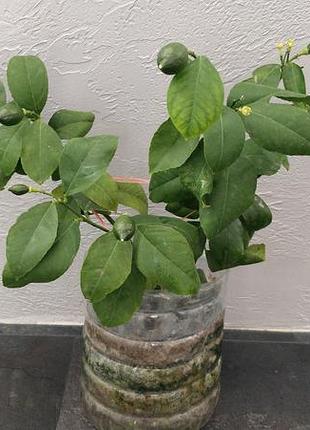 Лимон плодоносний. кімнатний сорт мейера