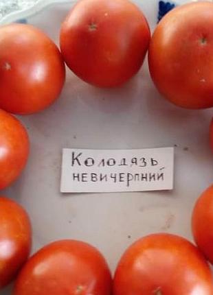 Семена томата колодязь невичерпаный 100 штук