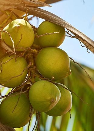 Соєва ароматична свічка в білому кашпо у вигляді дівчинки coconut soleil