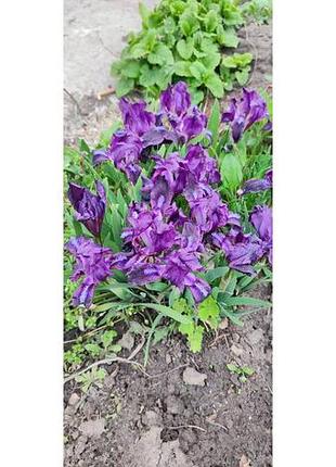 💜саджанці ірису, карликового, фіолетовий колір. ціна за штуку .