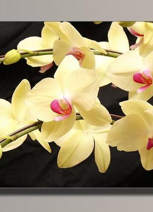 "орхіді 8" карина на полотні для інтер'єру 89, 54