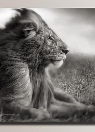 "лев 2 картина на полотні для інтер'єру 71, 54