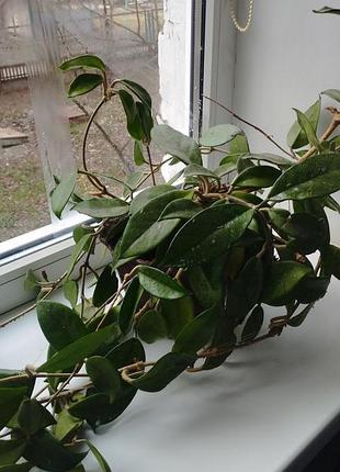 Хоя восковик домашня квiтка