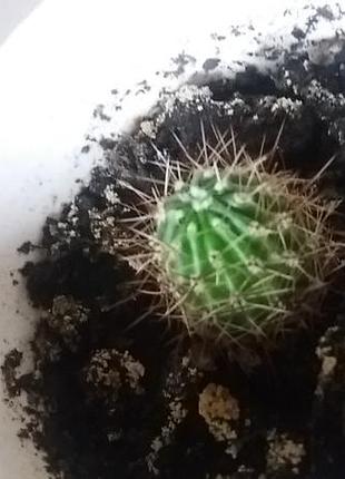 Кактус эхинопсис детка. комнатное растение. комнатный цветок