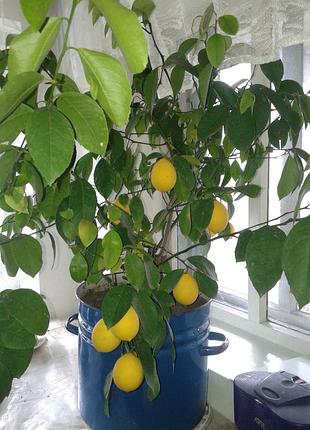 Лимон плодоносний. кімнатний сорт мейєра