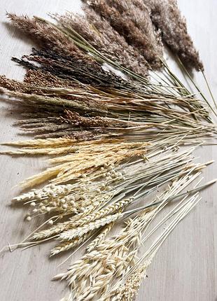 Сухоцвіти для декору: пампасна трава, льон, просо, пшениця, жито