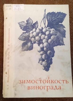 "зимостойкость винограда"