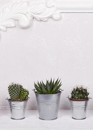 Композиція №9 "кактуси"