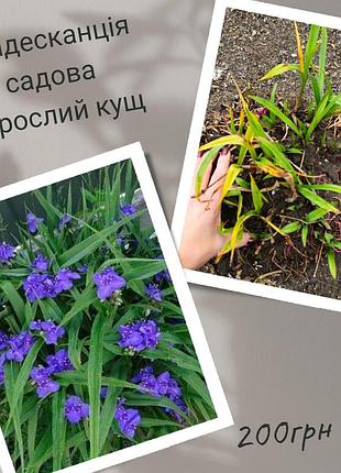 Традесканція садова фіолетова