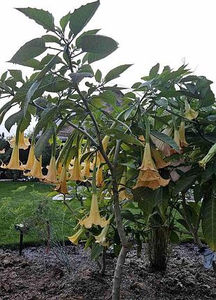 Бругмансія жовта золотиста ароматна труби ангела дурман suaveolens aurea